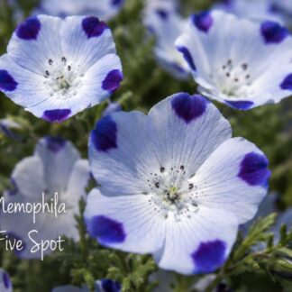 Home Nemophila Five Spot