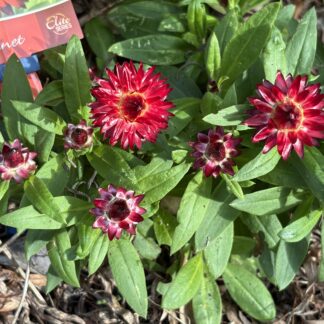Home Xerochrysum Bracteantha Elite Citrine & Elite Garnet Mix Everlasting Daisy