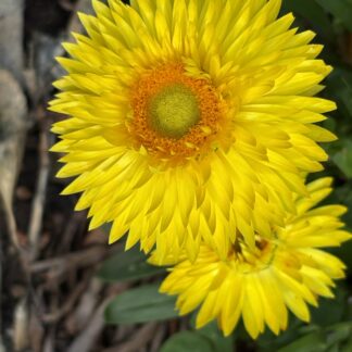 Home Xerochrysum Bracteantha Elite Citrine Everlasting Daisy