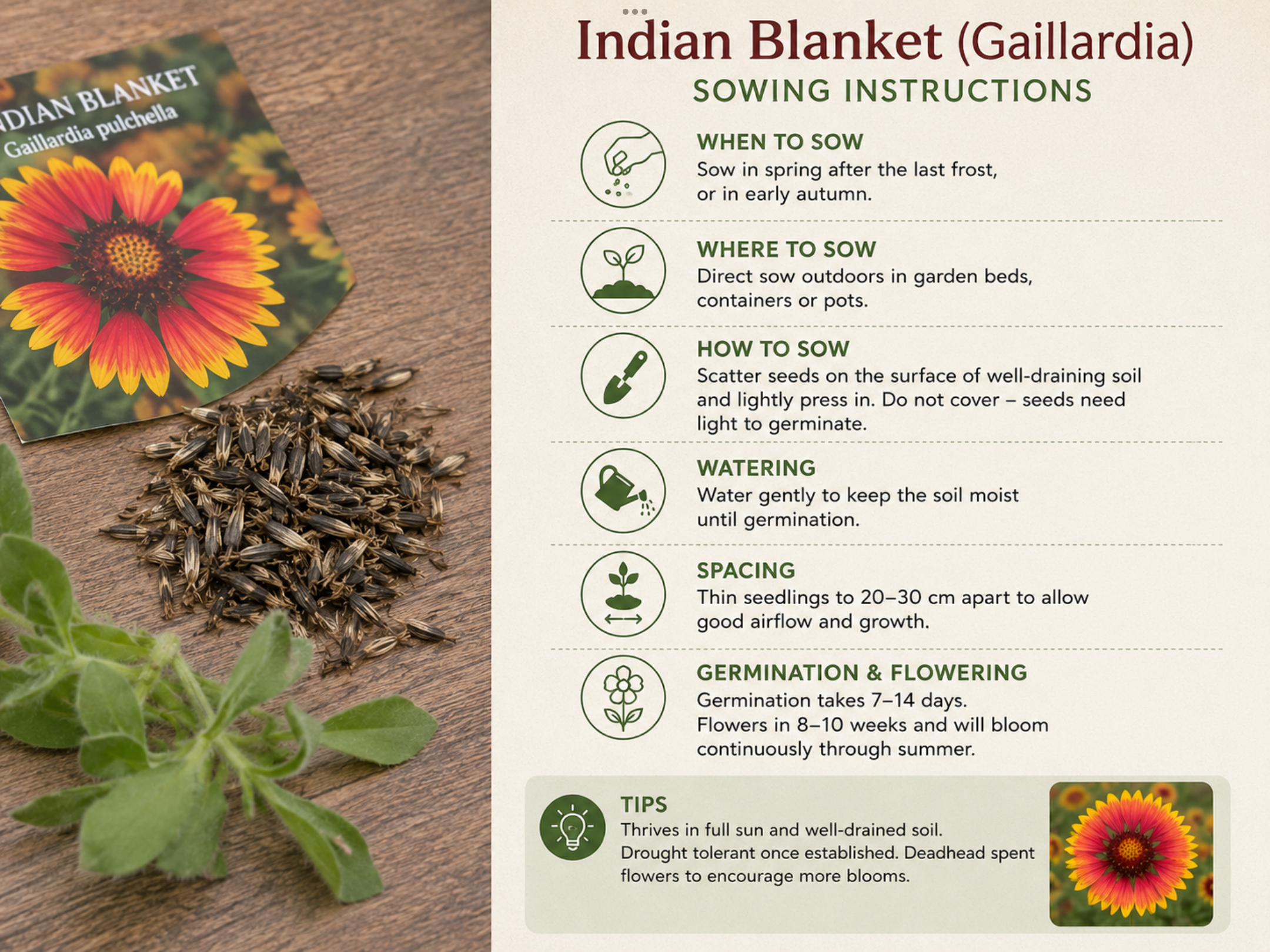 Indian Blanket (free Hollyhock) Indian Blanket (free Hollyhock) - Image 3