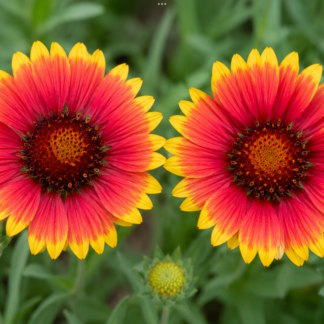 Home Indian Blanket (free Hollyhock)