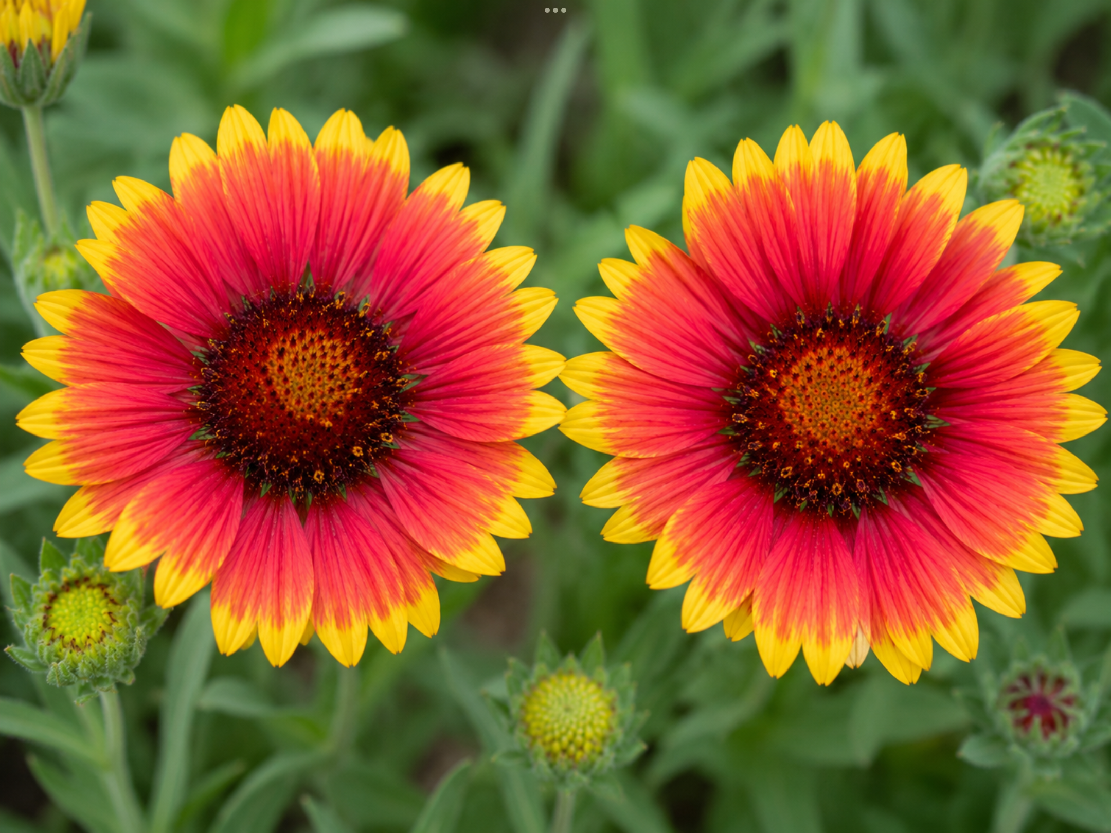 Indian Blanket (free Hollyhock) Indian Blanket (free Hollyhock)