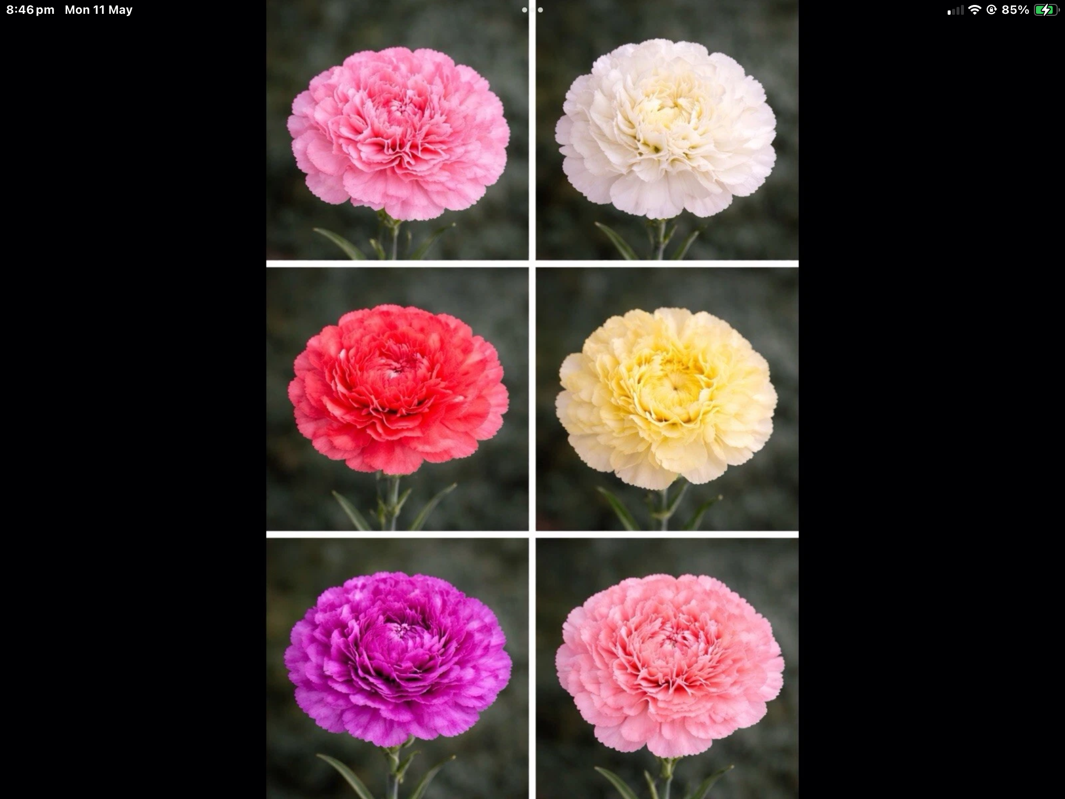 Mixed Carnations Mixed Carnations - Image 2