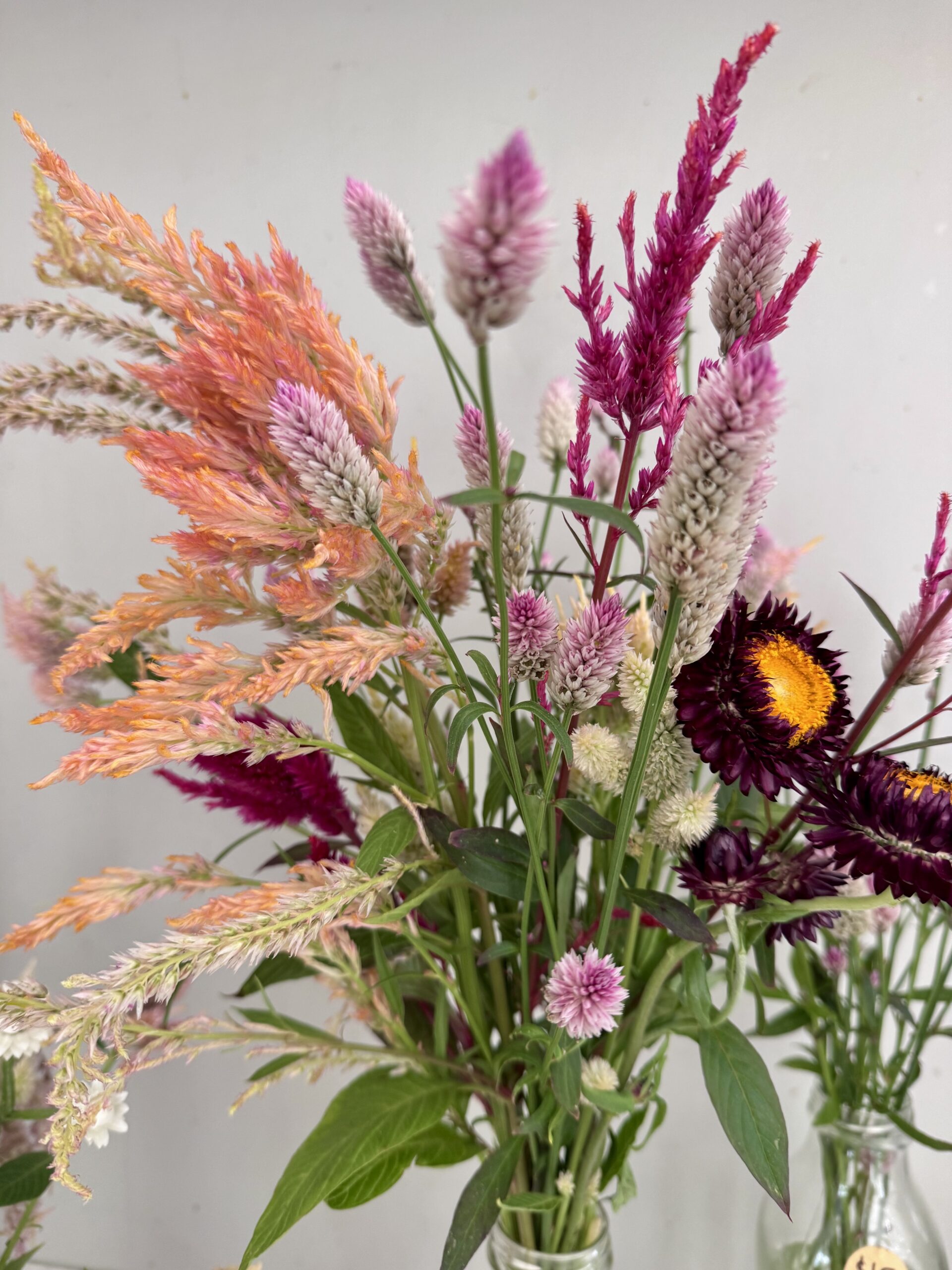 Celosia Mixed Varieties Tall Cut Flower Celosia Mixed Varieties Tall Cut Flower - Image 6