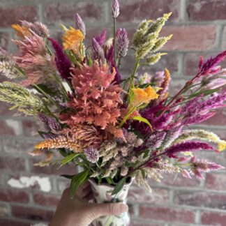 Home Celosia Mixed Varieties Tall Cut Flower