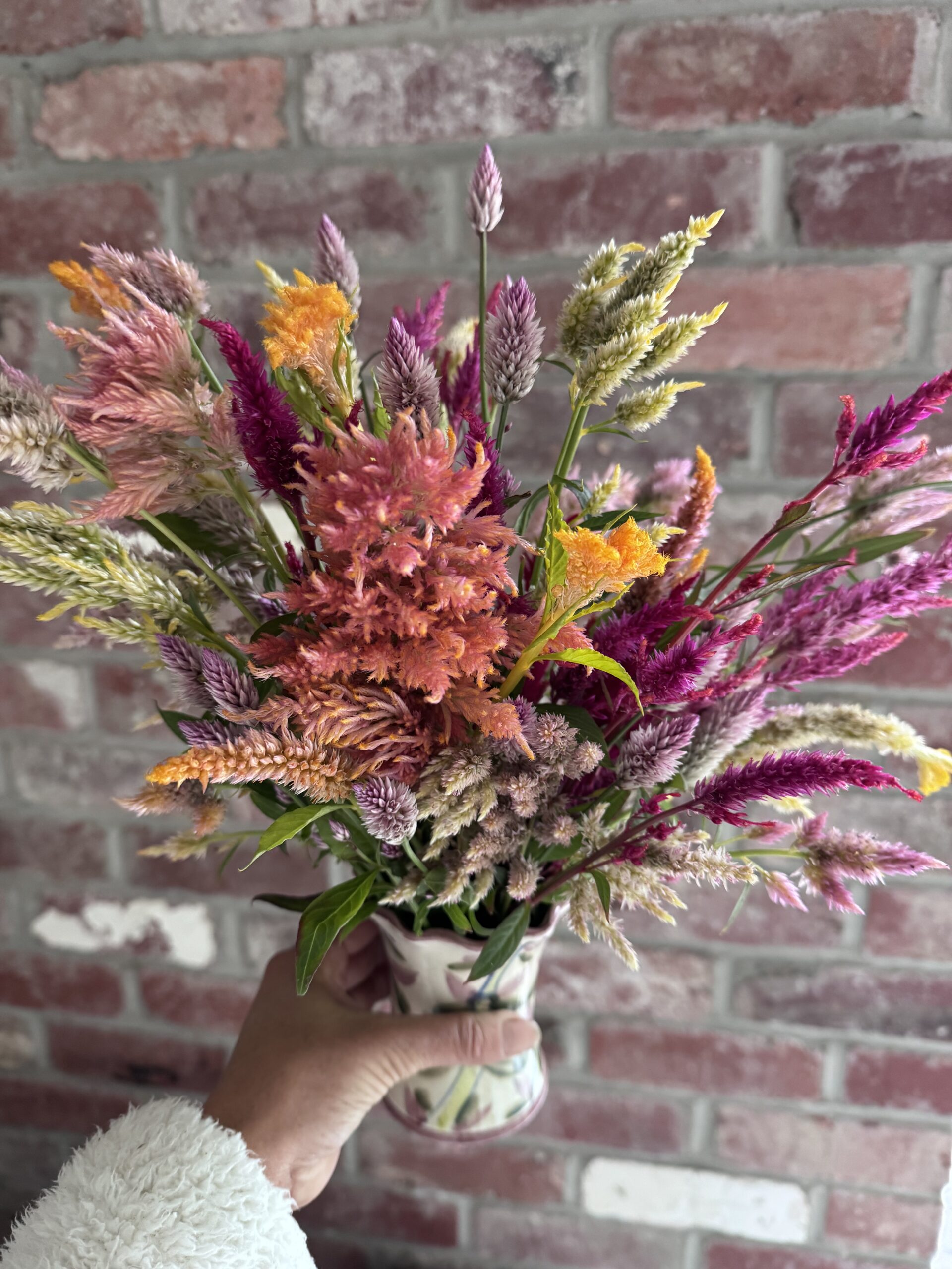 Celosia Mixed Varieties Tall Cut Flower Celosia Mixed Varieties Tall Cut Flower