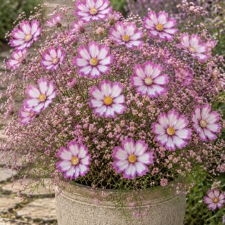 Home Candy Stripe Cosmos & Pink Baby's Breath (free Snapdragons)