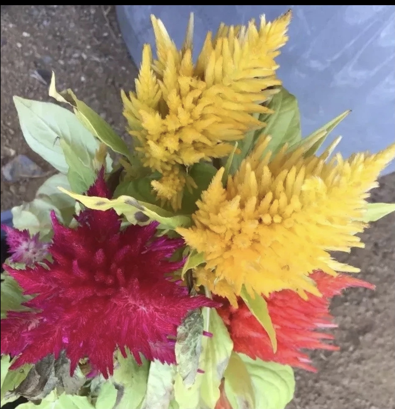 Celosia Dwarf (free Hollyhock) Celosia Dwarf (free Hollyhock) - Image 2