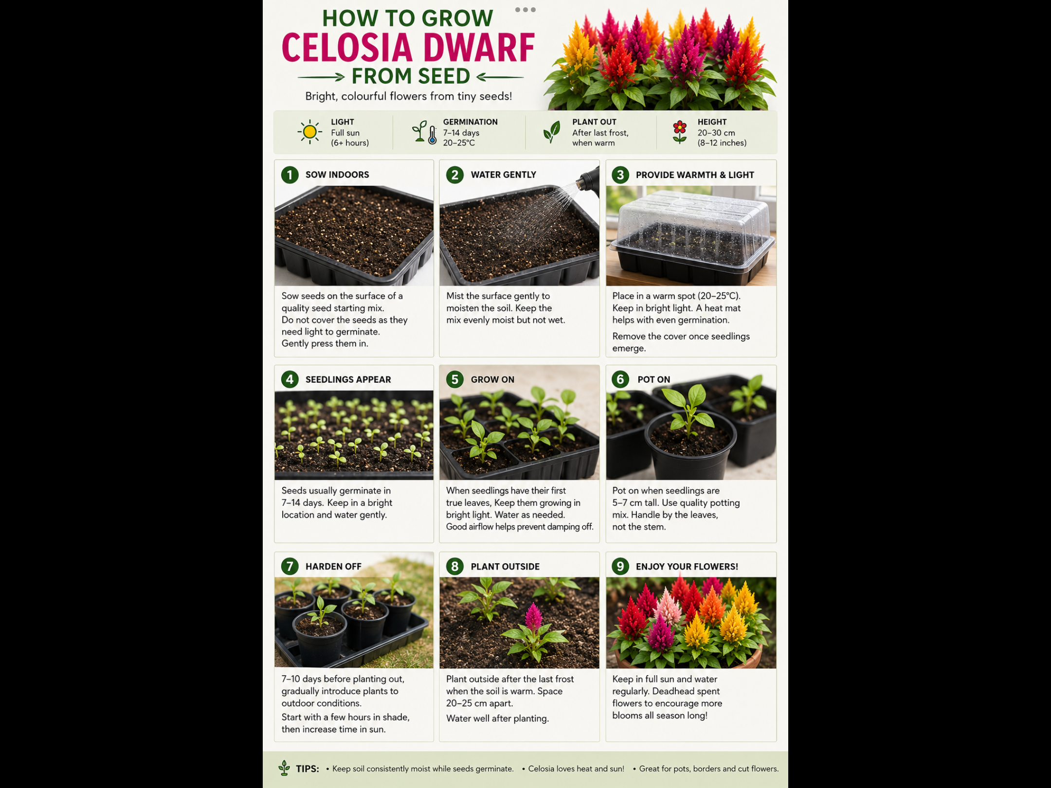 Celosia Dwarf (free Hollyhock) Celosia Dwarf (free Hollyhock) - Image 4