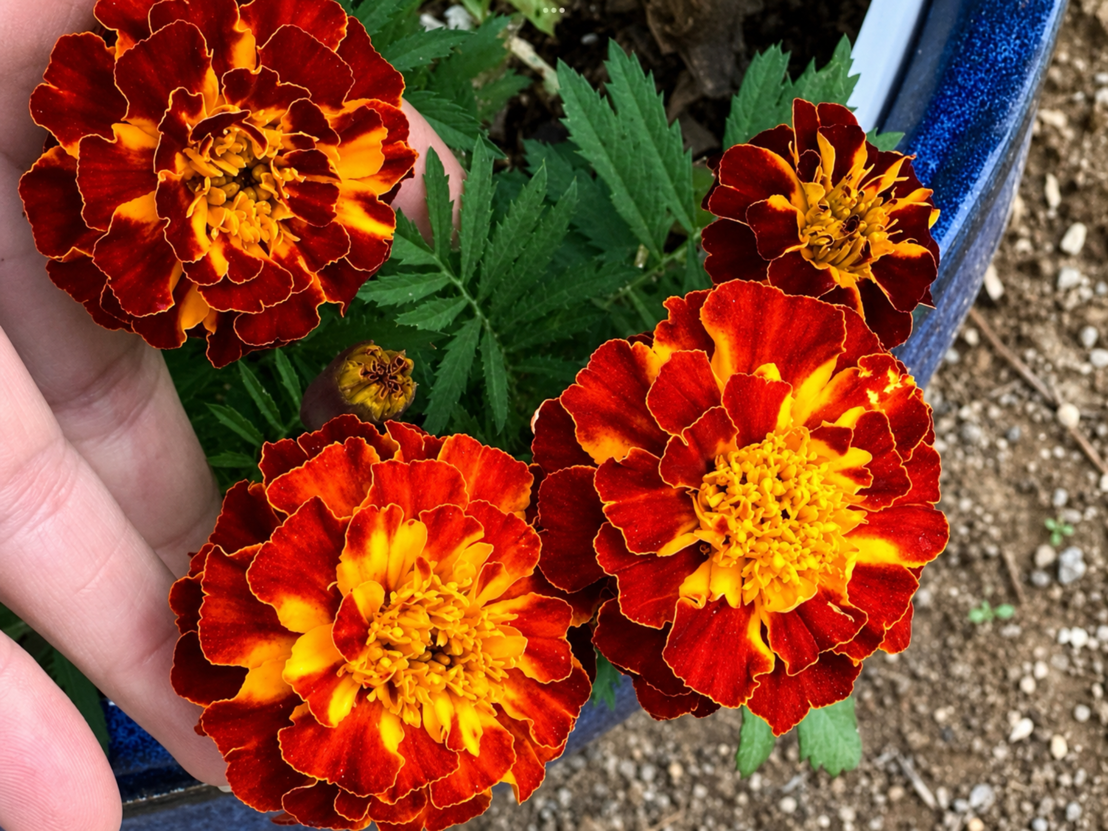 French Marigold French Marigold - Image 2