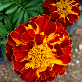 Home French Marigold