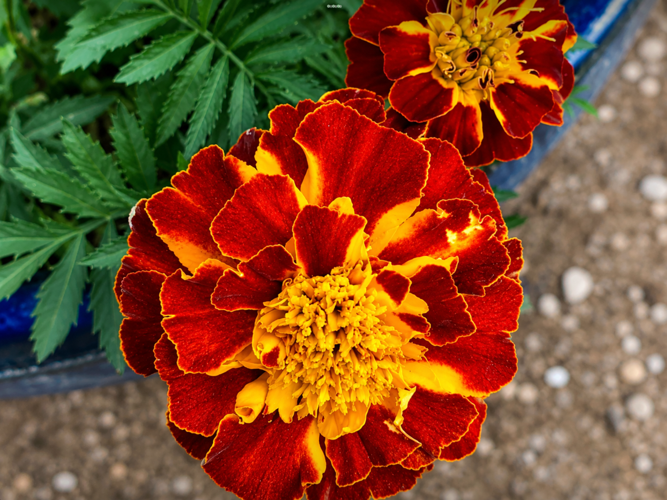 French Marigold French Marigold