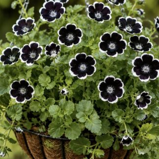 Penny Black Nemophila (free Snapdragons)