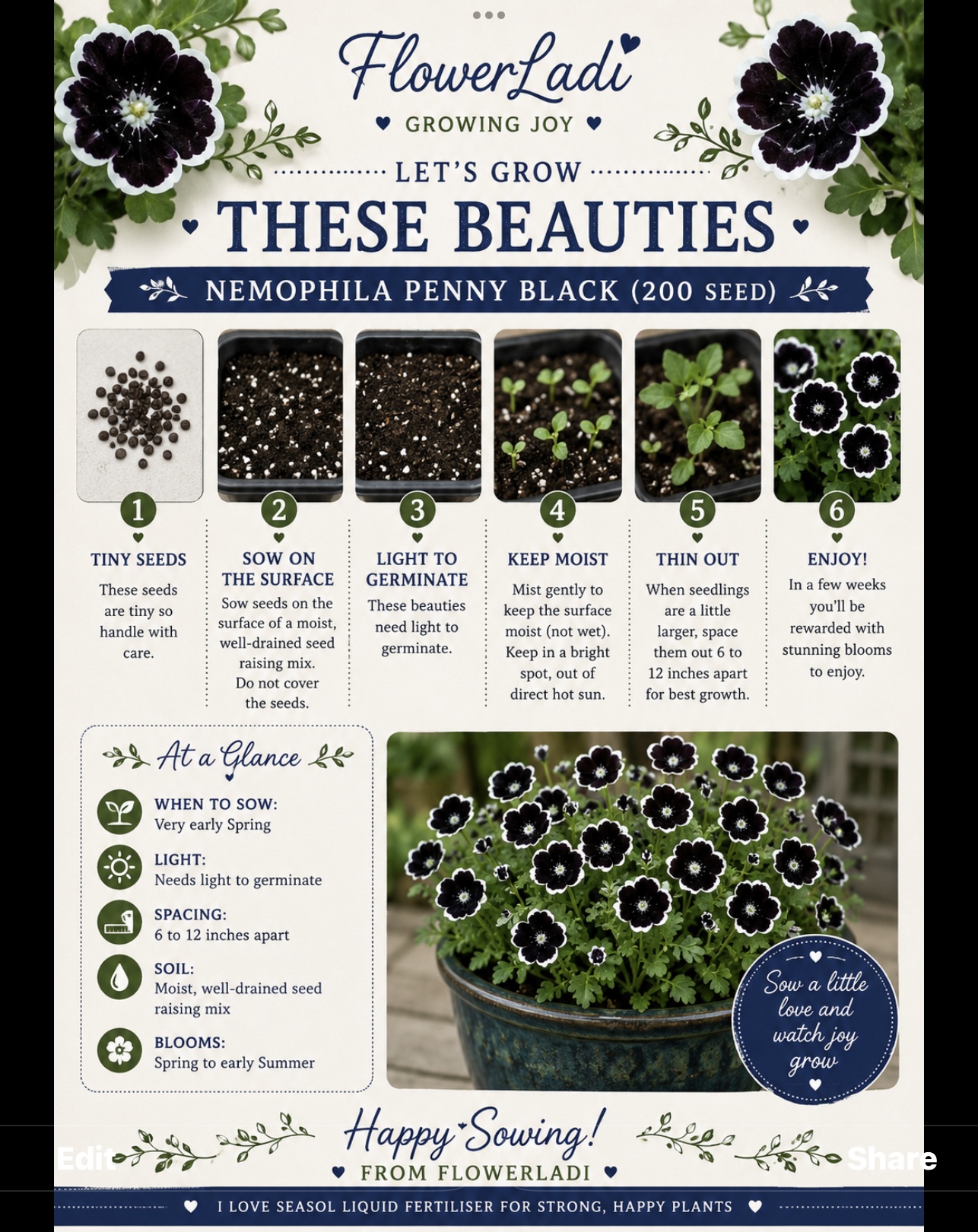 Penny Black Nemophila (free Snapdragons) Penny Black Nemophila (free Snapdragons) - Image 4