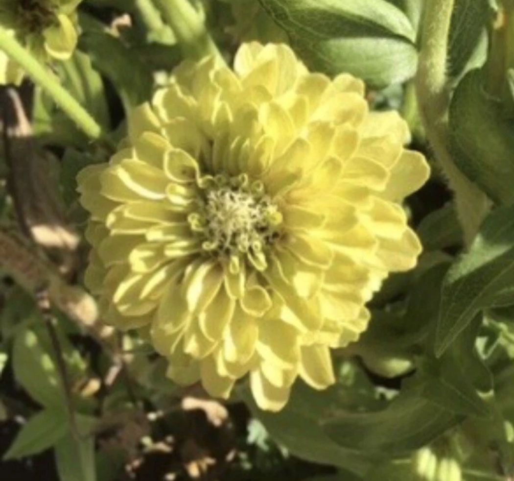 Lime Mates - Green Sunflower & Zinnia Lime Mates - Green Sunflower & Zinnia - Image 3