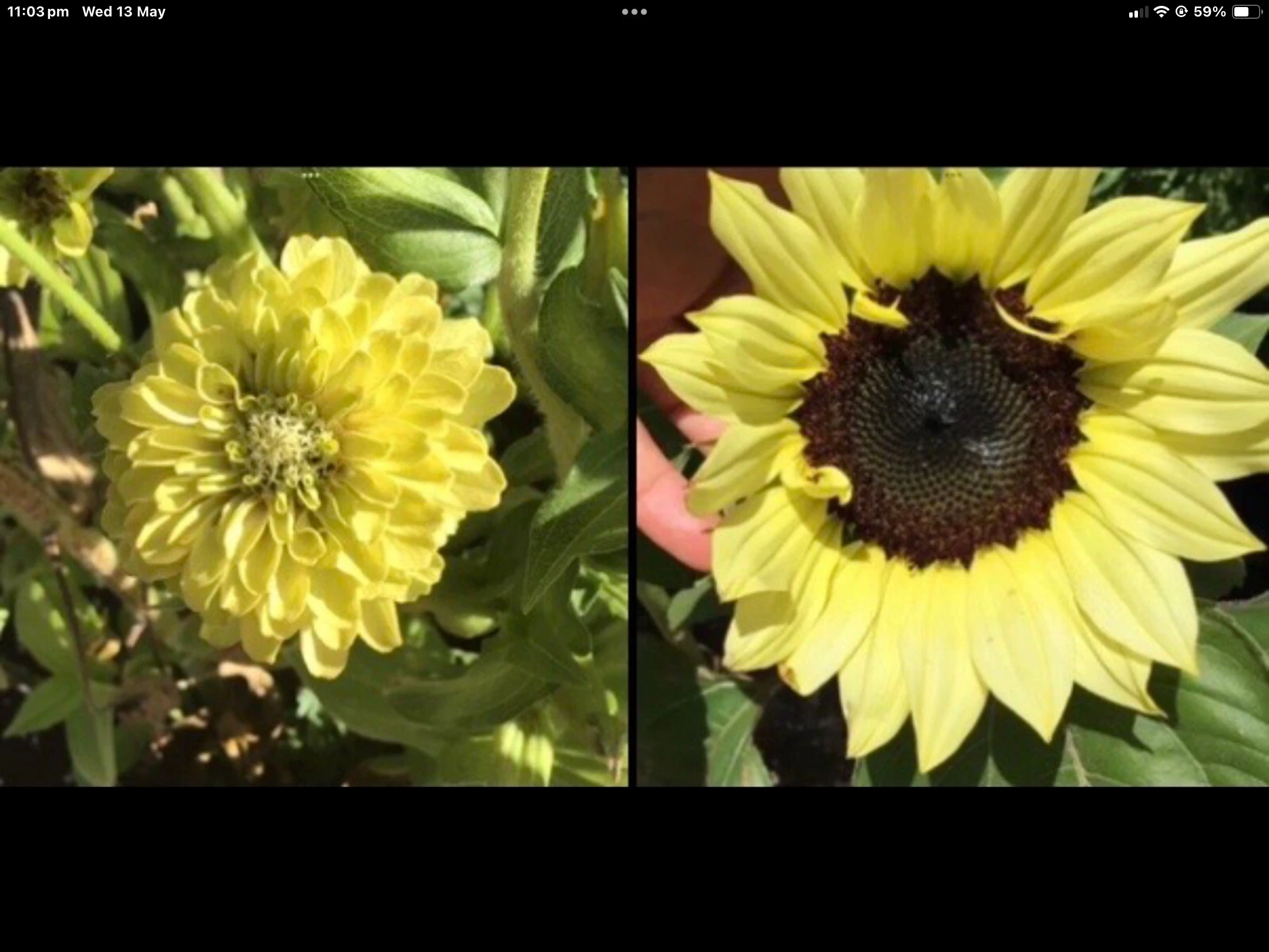 Lime Mates - Green Sunflower & Zinnia Lime Mates - Green Sunflower & Zinnia - Image 2