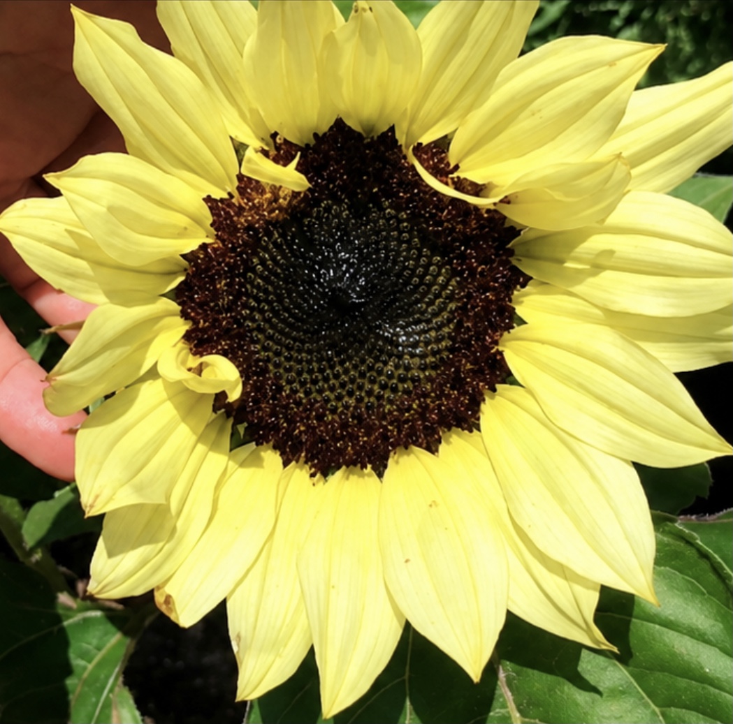 Lime Mates - Green Sunflower & Zinnia Lime Mates - Green Sunflower & Zinnia - Image 4