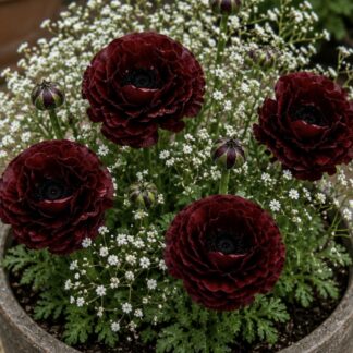 Burgundy Ranunculus & Baby's Breath