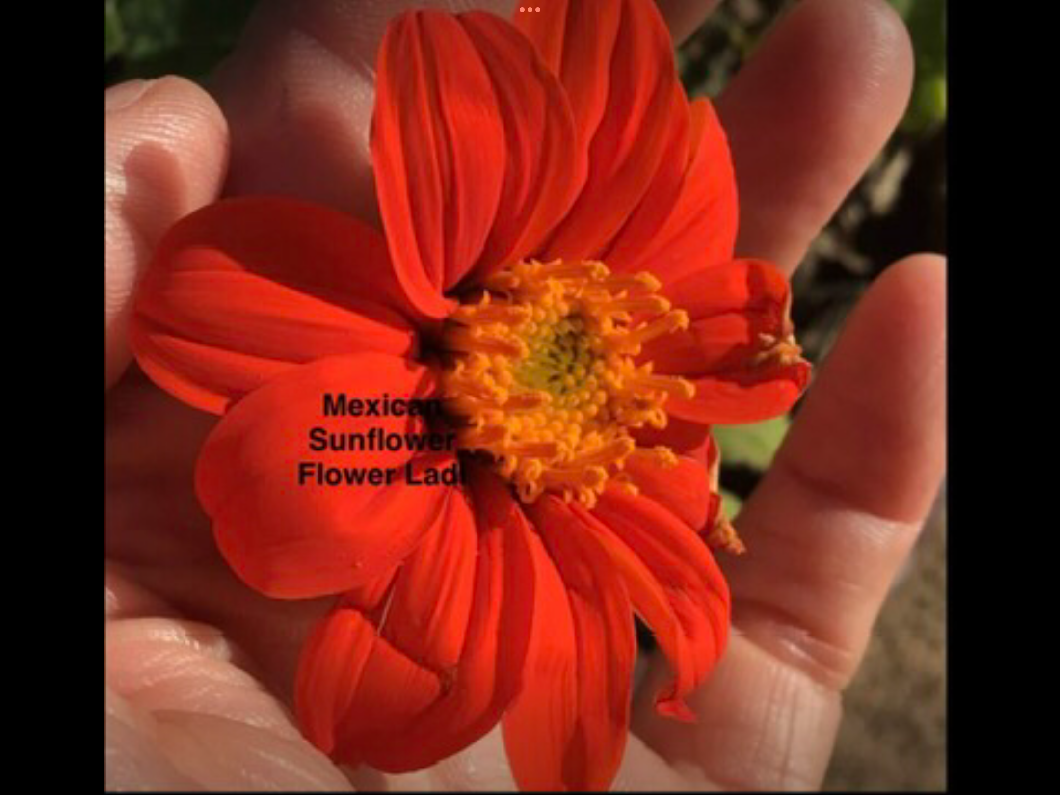 Mexican Sunflowers (free Celosia) Mexican Sunflowers (free Celosia) - Image 2