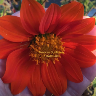 Home Mexican Sunflowers (free Celosia)