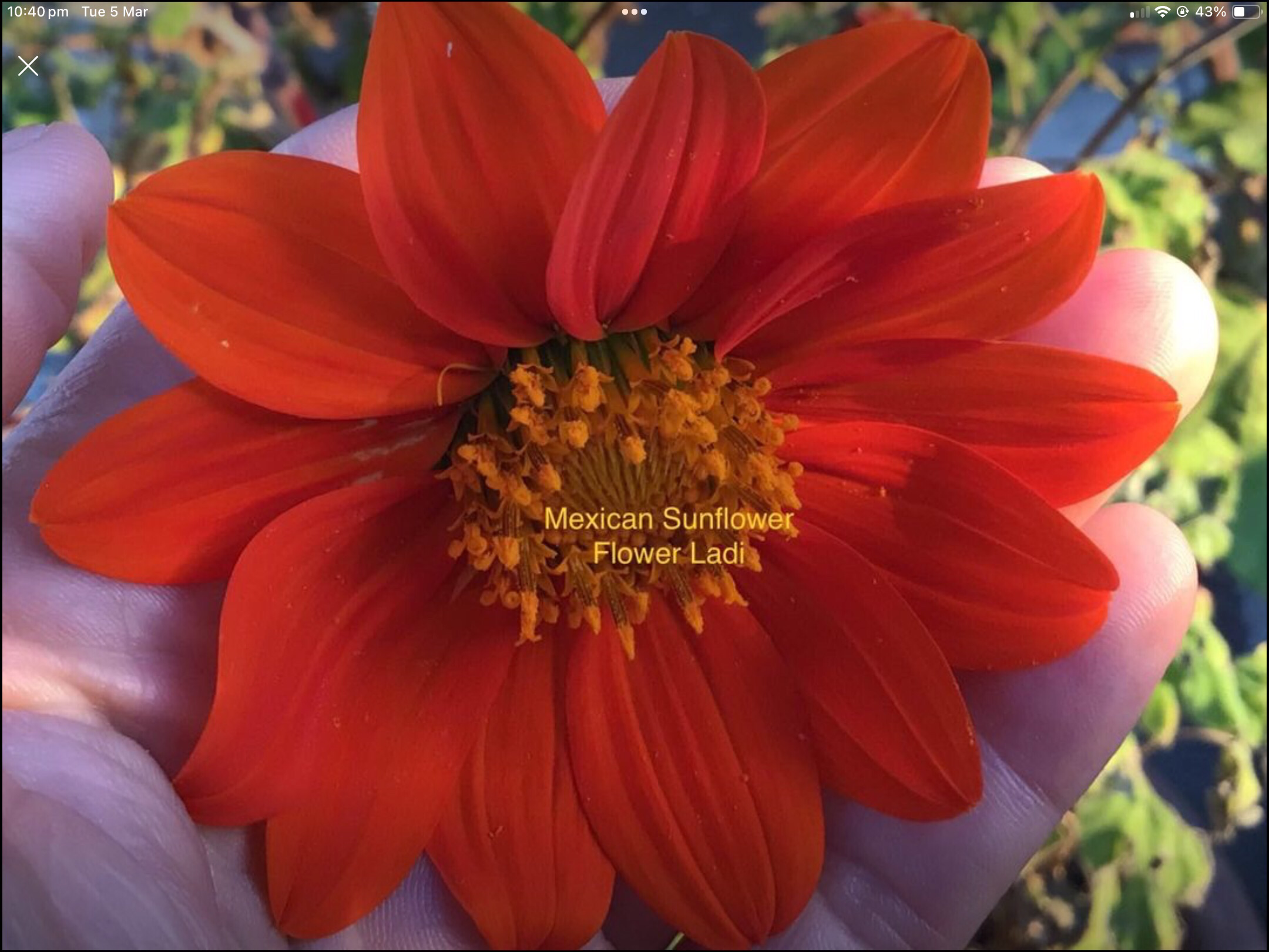 Mexican Sunflowers (free Celosia) Mexican Sunflowers (free Celosia)