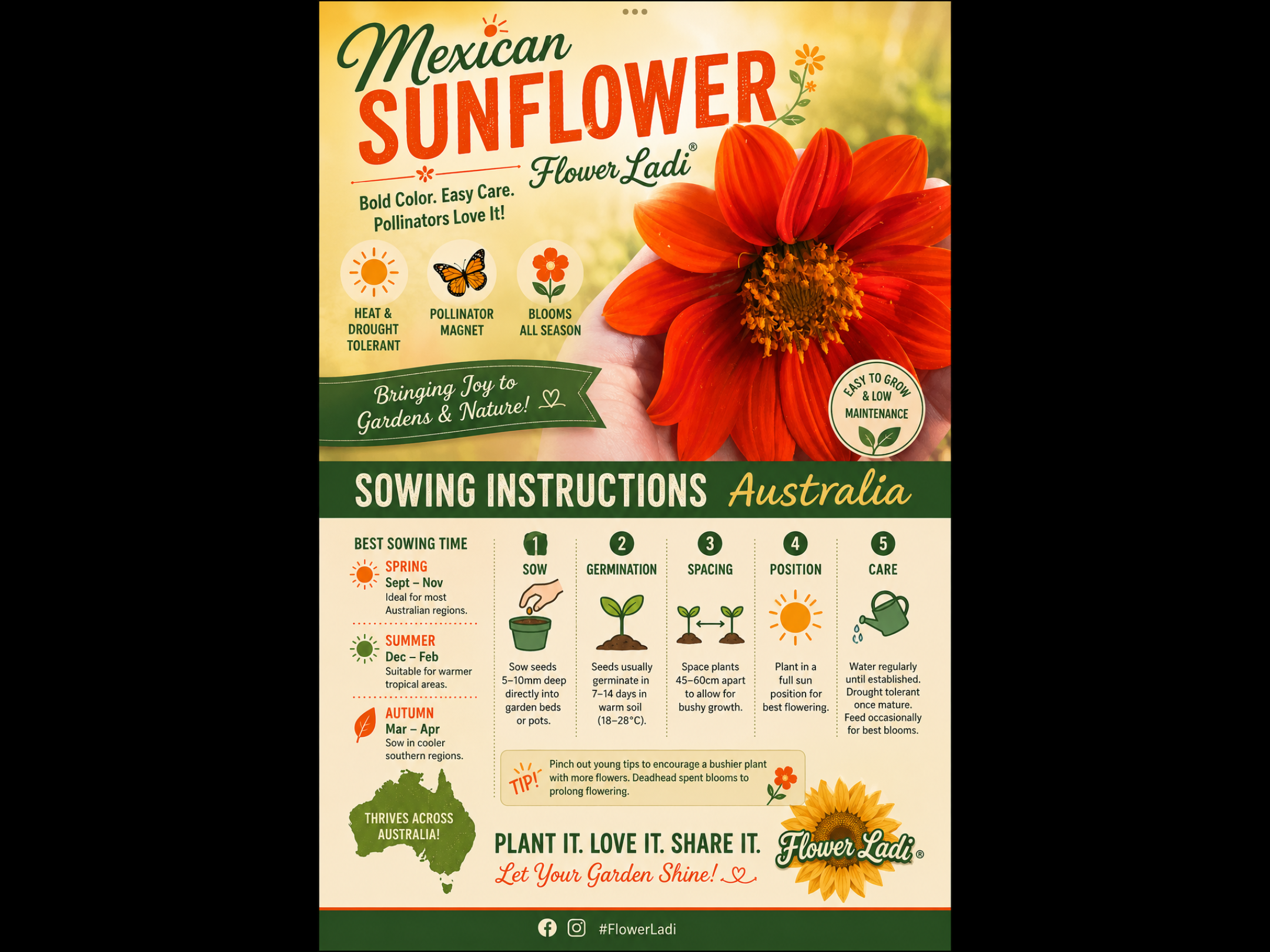Mexican Sunflowers (free Celosia) Mexican Sunflowers (free Celosia) - Image 3