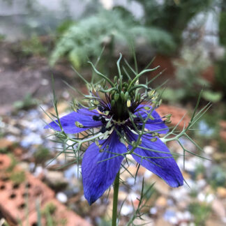 Nigella Deep Blue