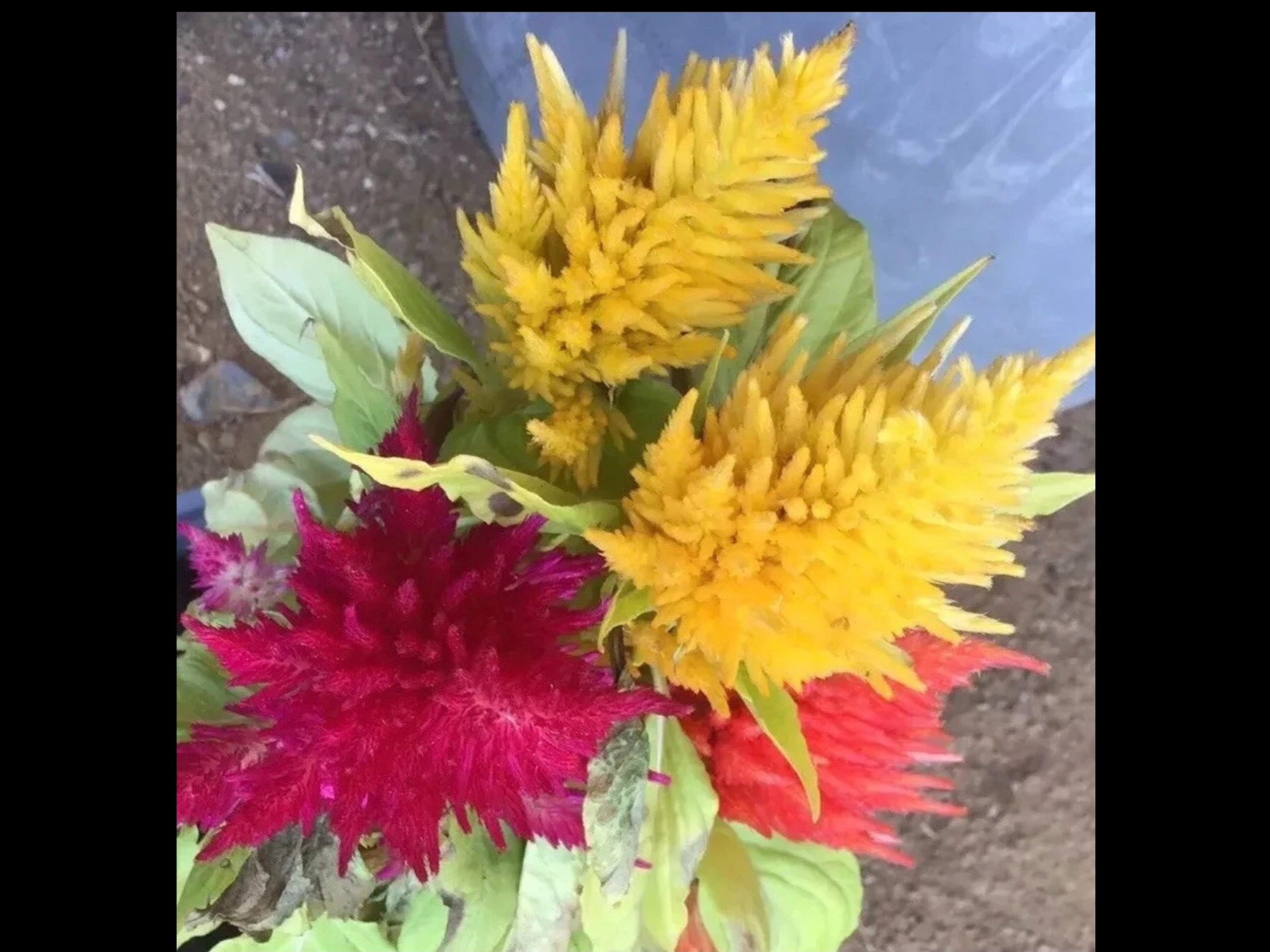 Mexican Sunflowers (free Celosia) Mexican Sunflowers (free Celosia) - Image 5