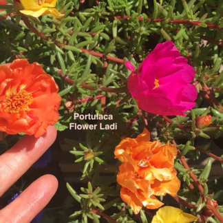 Home Portulaca (free Celosia)