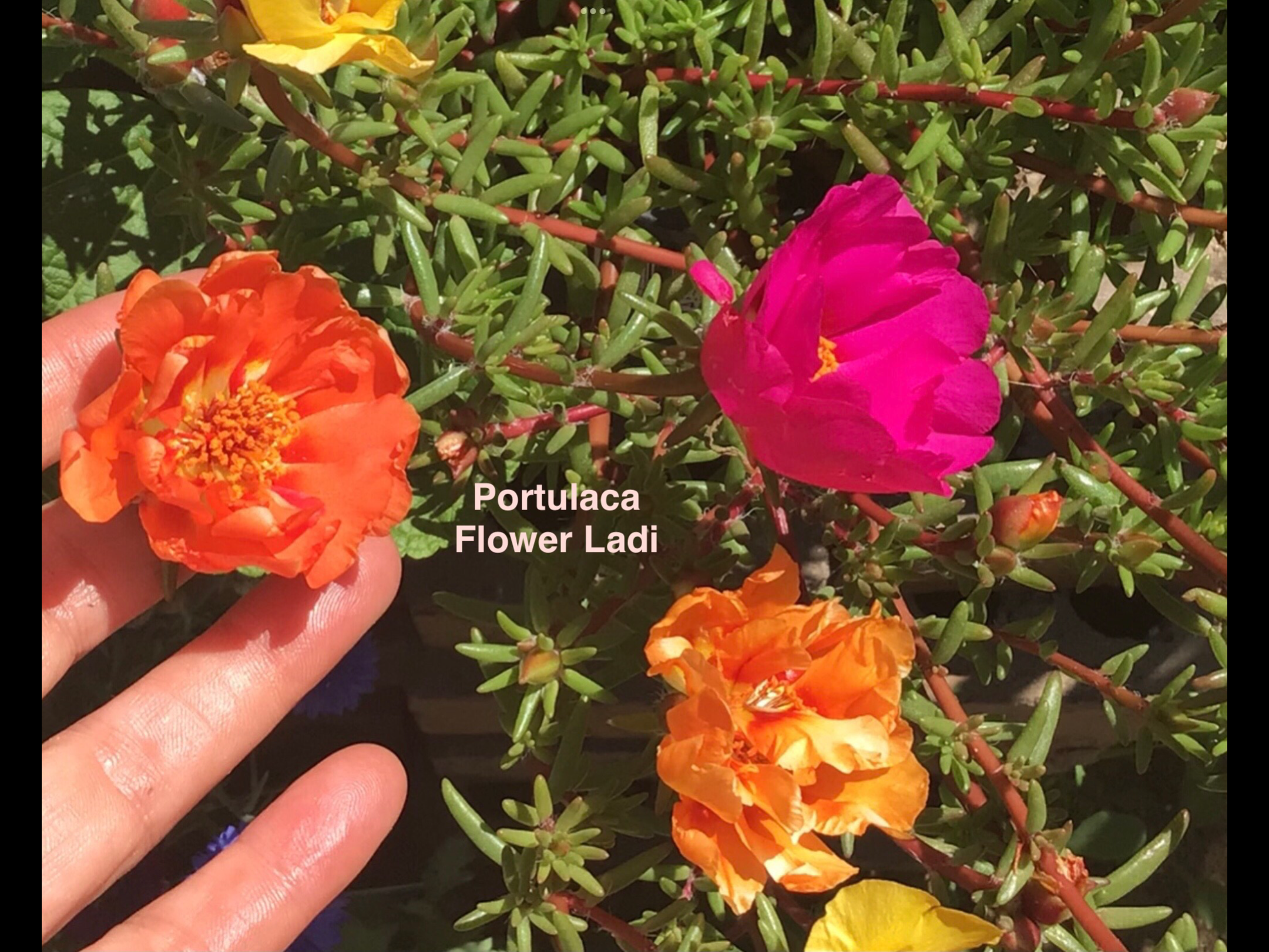 Portulaca (free Celosia) Portulaca (free Celosia)