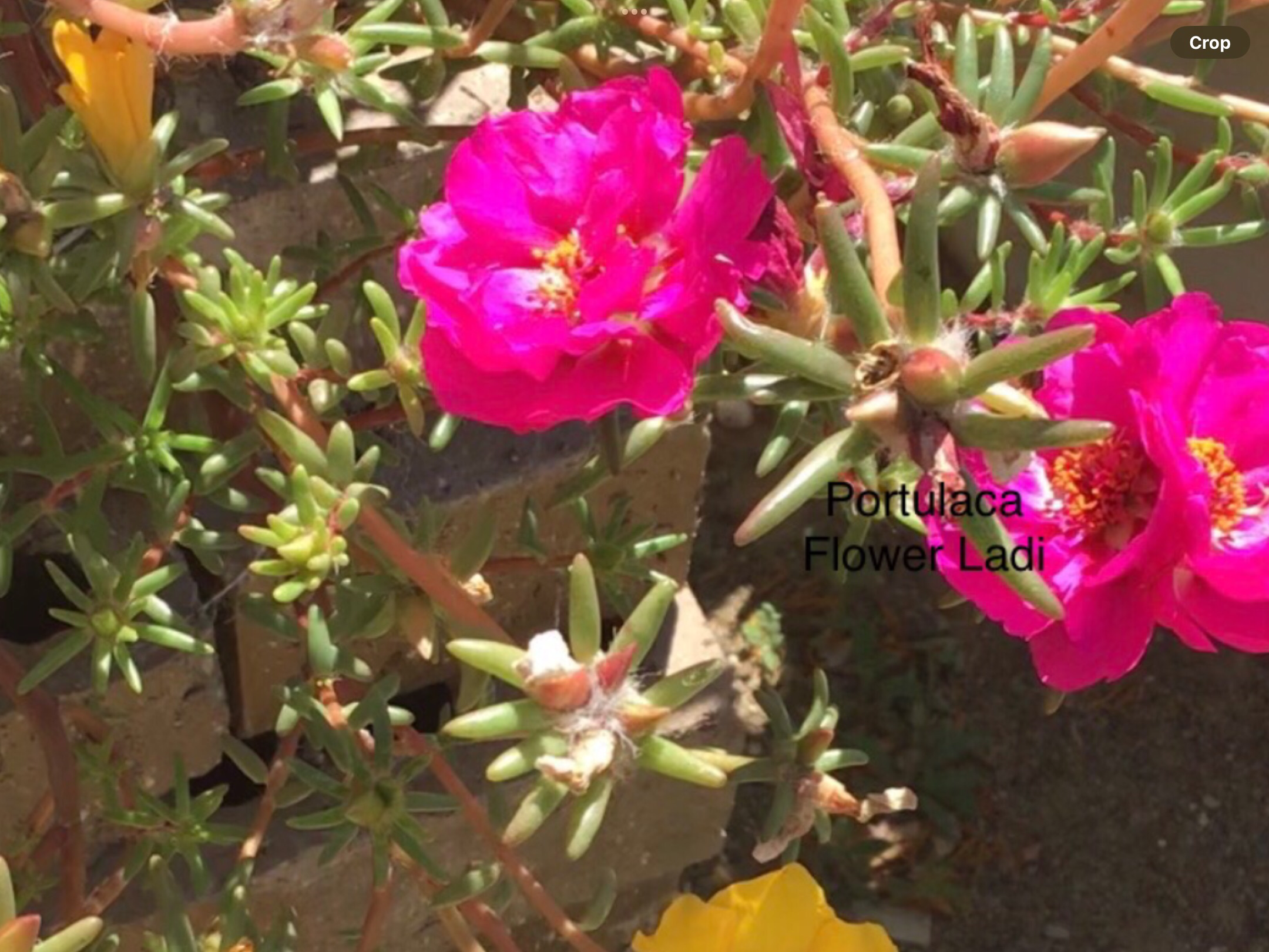 Portulaca (free Celosia) Portulaca (free Celosia) - Image 2