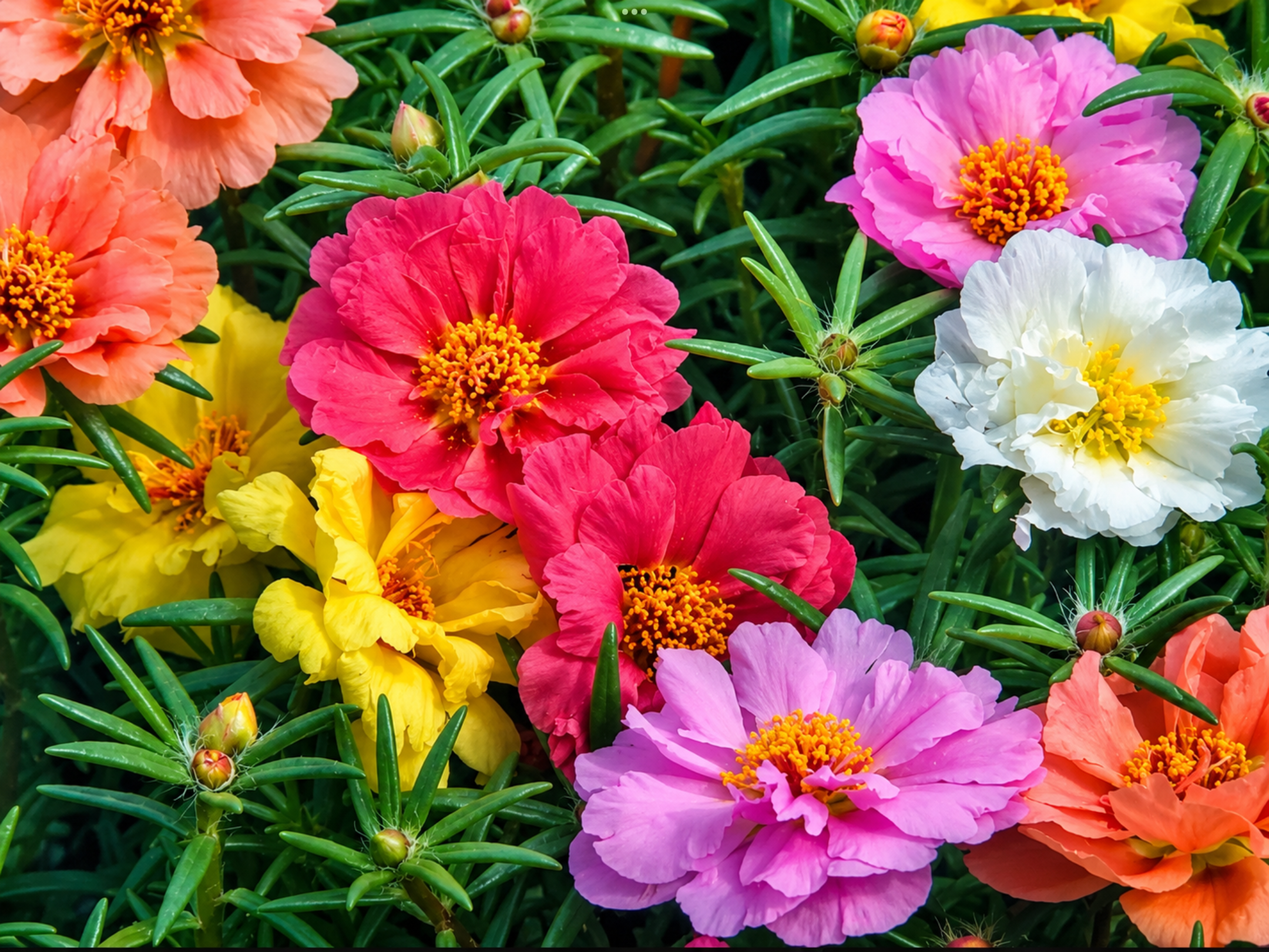 Portulaca (free Celosia) Portulaca (free Celosia) - Image 3