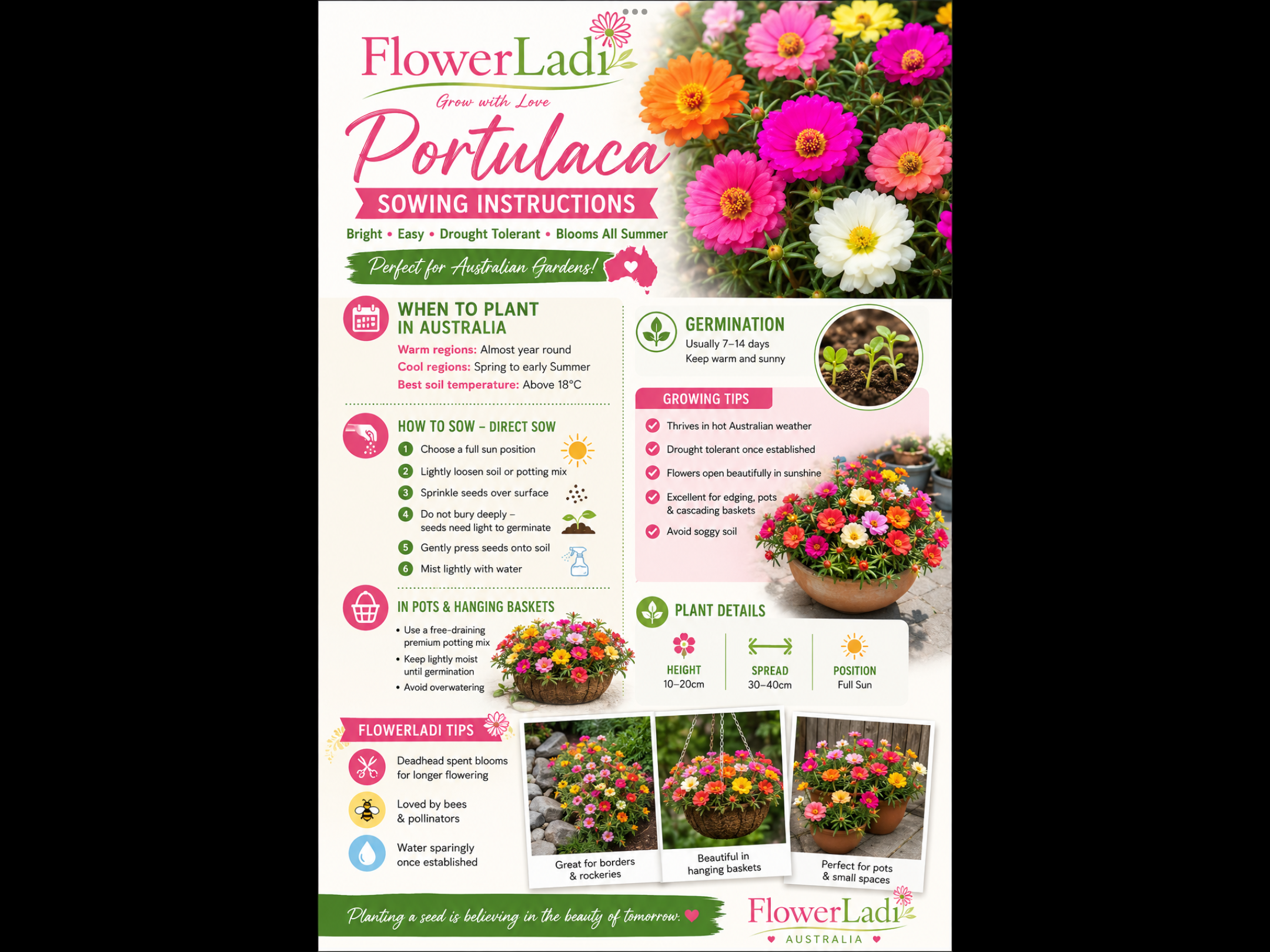 Portulaca (free Celosia) Portulaca (free Celosia) - Image 6