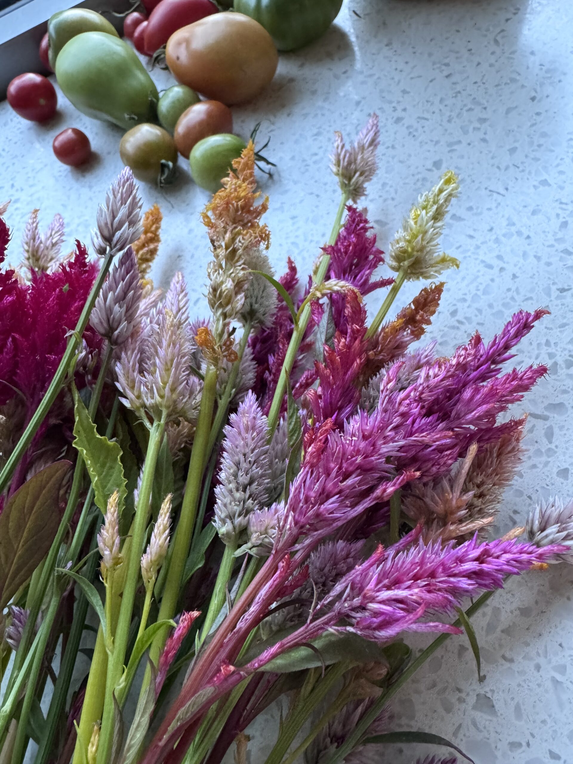 Celosia Mixed Varieties Tall Cut Flower Celosia Mixed Varieties Tall Cut Flower - Image 2