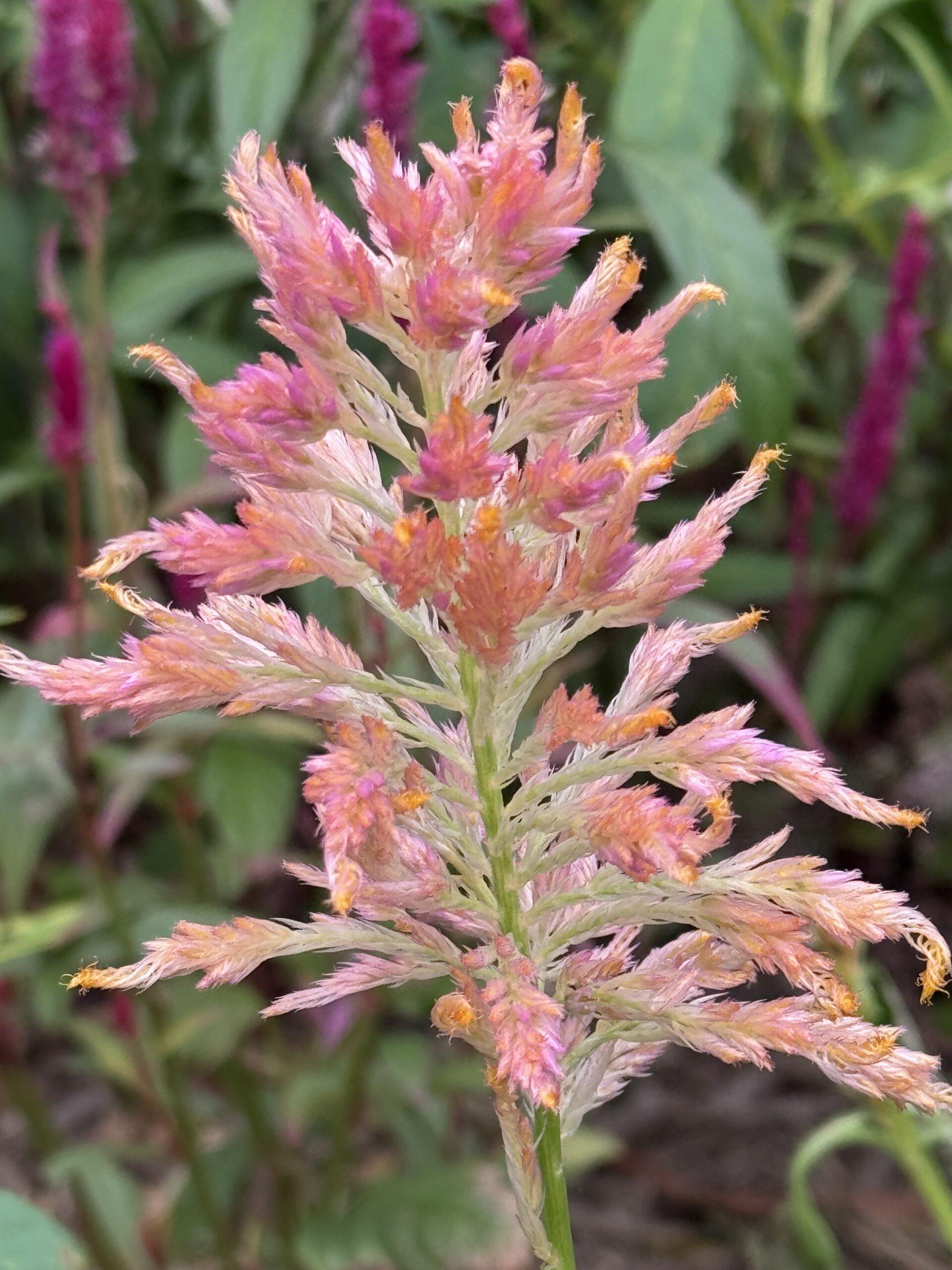 Celosia Mixed Varieties Tall Cut Flower Celosia Mixed Varieties Tall Cut Flower - Image 5