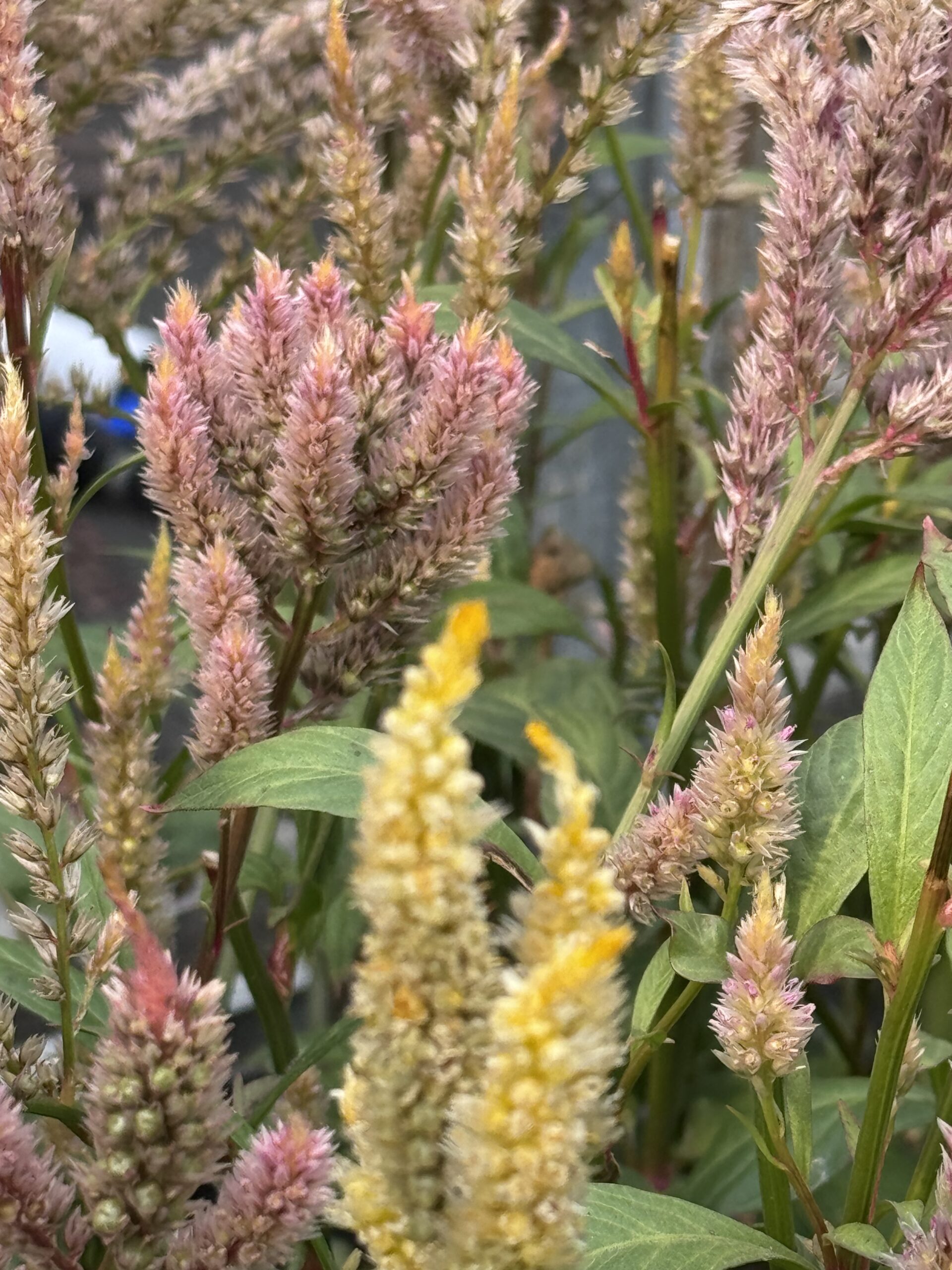Celosia Mixed Varieties Tall Cut Flower Celosia Mixed Varieties Tall Cut Flower - Image 3