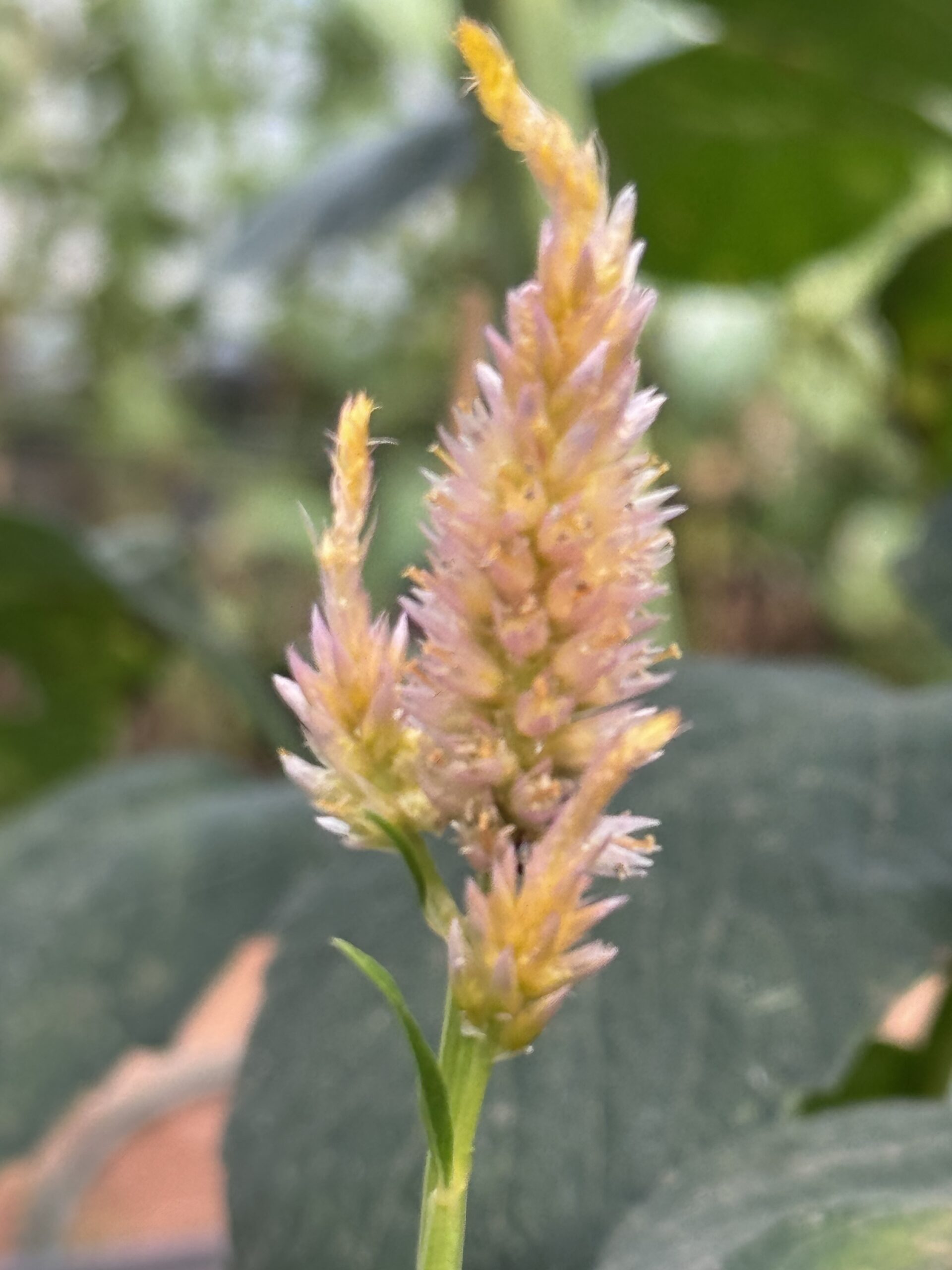 Celosia Mixed Varieties Tall Cut Flower Celosia Mixed Varieties Tall Cut Flower - Image 4