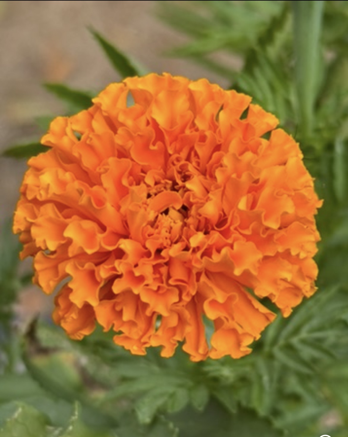 Tall Marigold Cut Flower Variety Tall Marigold Cut Flower Variety - Image 2