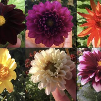 Dahlia Dwarf Mixed