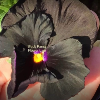 Black Pansy (free Marigold)