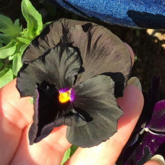 Black Pansy With White Baby Breath