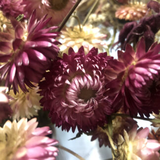 Everlasting Daisy Pink Mix