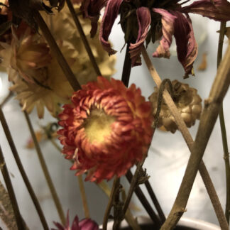 Everlasting Daisy Salmon Rose