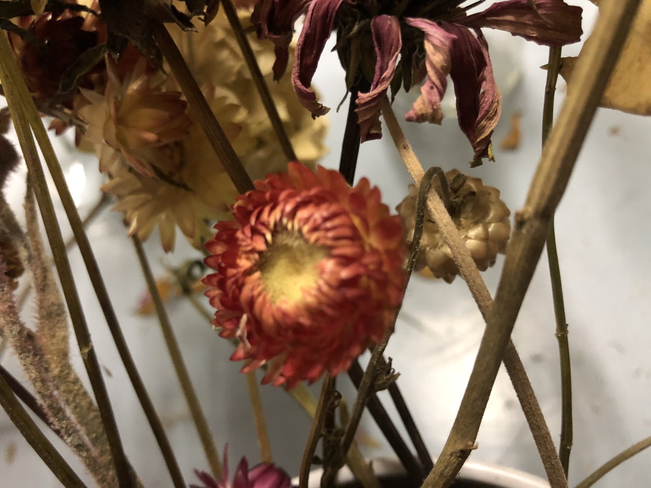 Everlasting Daisy Salmon Rose Everlasting Daisy Salmon Rose