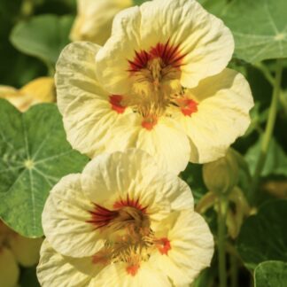 Nasturtium Peach Melba