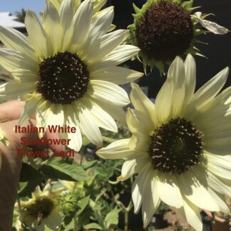Italian White Sunflowers (free Russian)