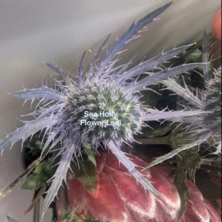 Sea Holly (free White Babys Breath)