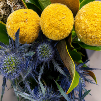 Sea Holly & Billy Button Mates (free Baby Breath)
