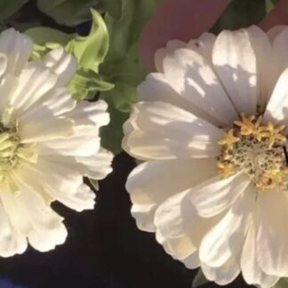 White Zinnia (free Celosia)