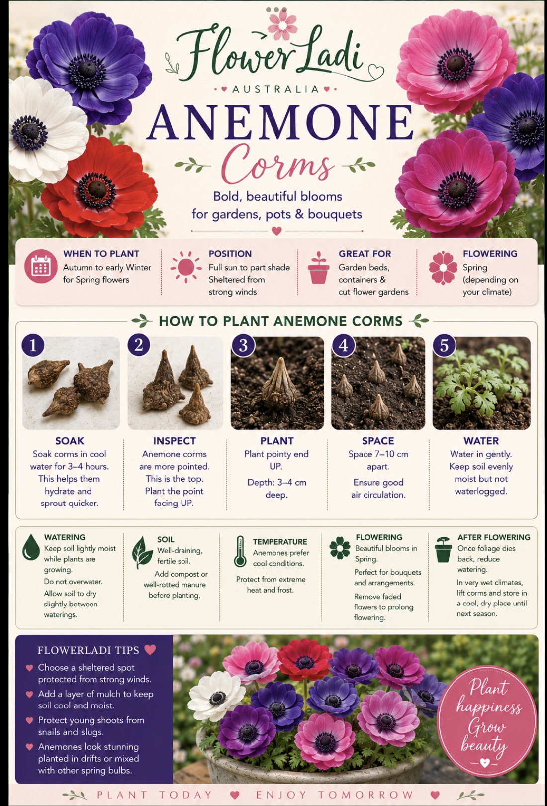 20 Anemone Corm & Seed Gift Pack 20 Anemone Corm & Seed Gift Pack - Image 7